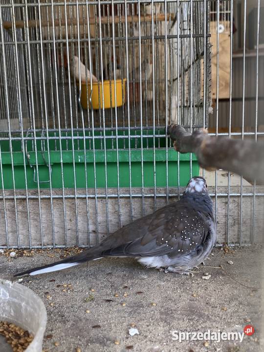 Gołąbki diamentowe Damasławek