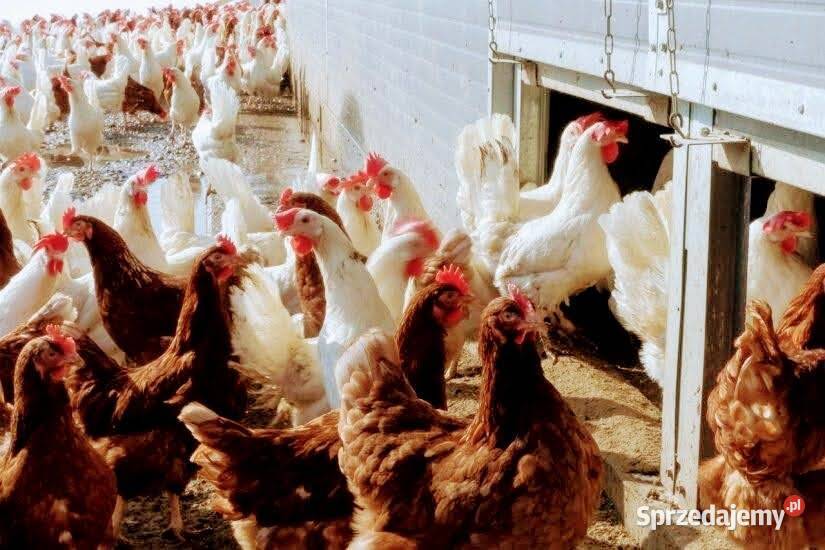 Kury nioski Leghorn dolnośląskie Oława