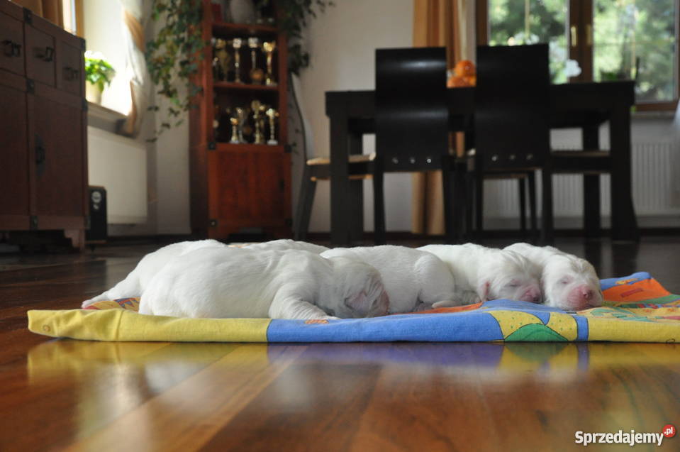 Owczarek podhalański ZkwP FCI szczeniaki