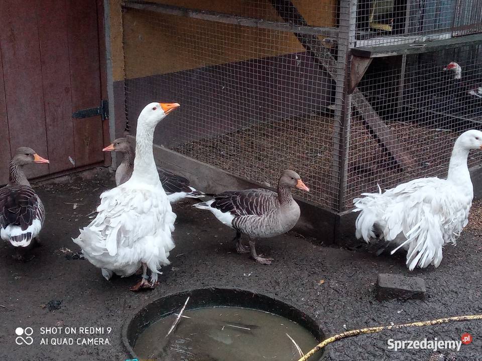 Gęsi sewastopolskie lokowane para wysyłam Zwierzęta Zamość