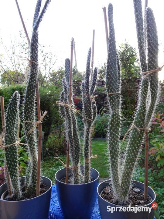 Opuncja Kaktusy sukulenty domowe rośliny 45 Nowy Sącz sprzedam