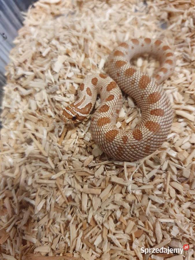 Węże królewskie zbożowe heterodony warmińsko-mazurskie Pasłęk