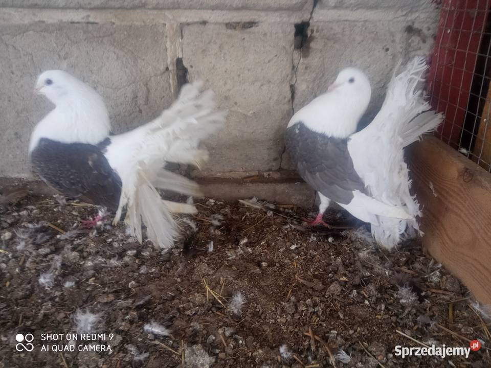 Pawiki gołębie białe siwe czarne boki siwe boki Zamość