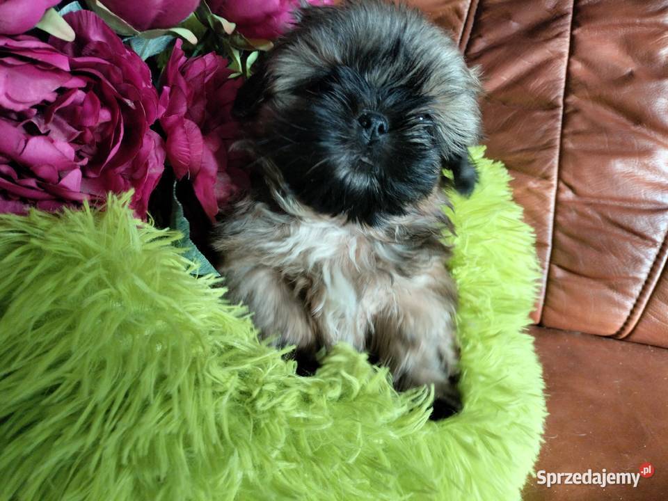 Shih tzu FCI dolnośląskie Wałbrzych