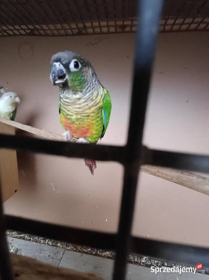 Sprzedam parę rudosterek Przemyśl