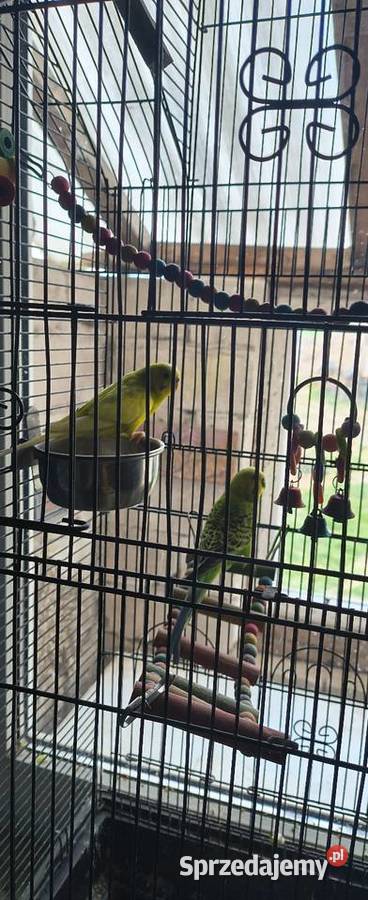 Sprzedam parkę papug falistych