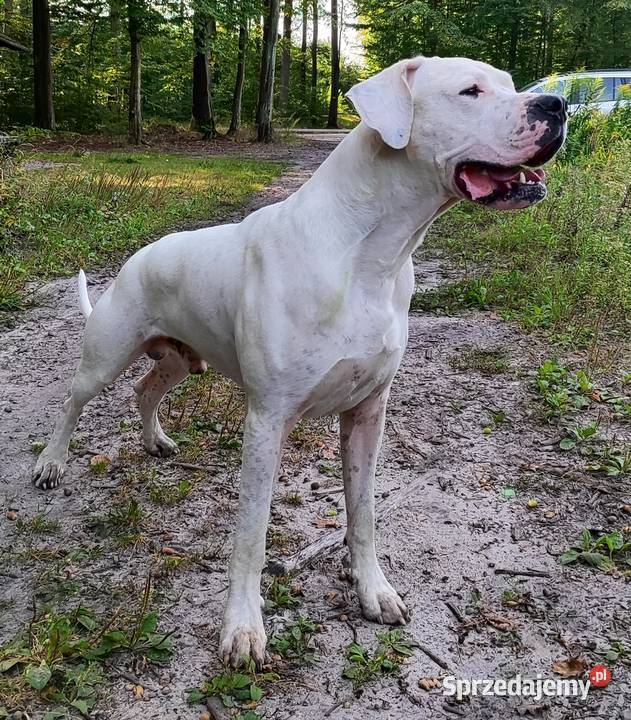 Dog Argentyński Krycie