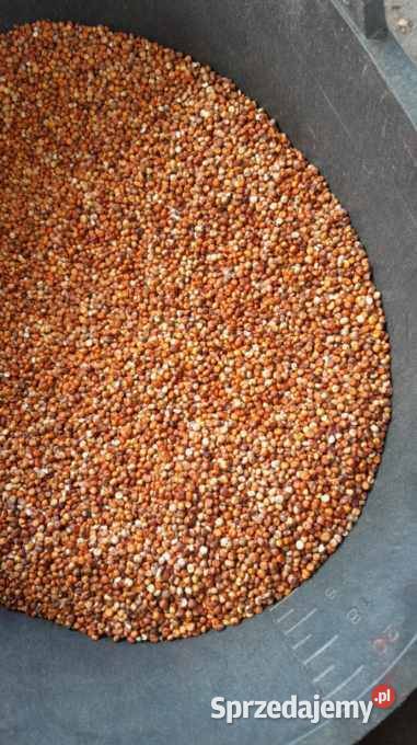 Sorgo świętokrzyskie Staniowice sprzedam