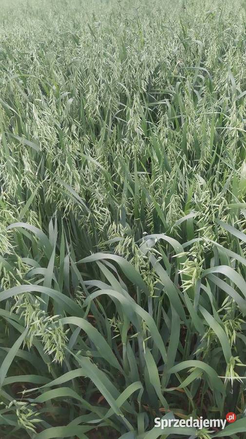 OWIES BINGO 2025 Zboża Wierzbno