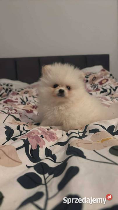Szpic miniaturowy pomeranian