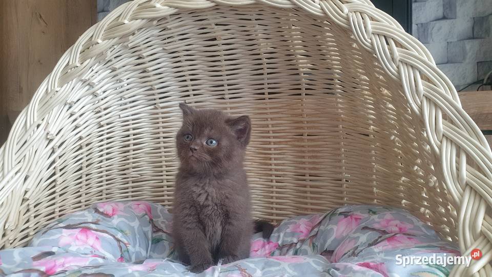 Kotka Brytyjska brązowa