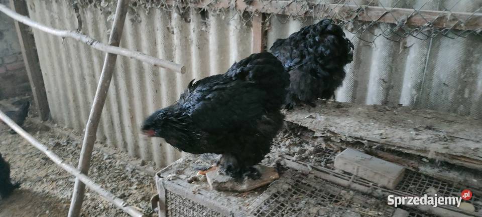 Kury kochiny olbrzymie Tokarówka