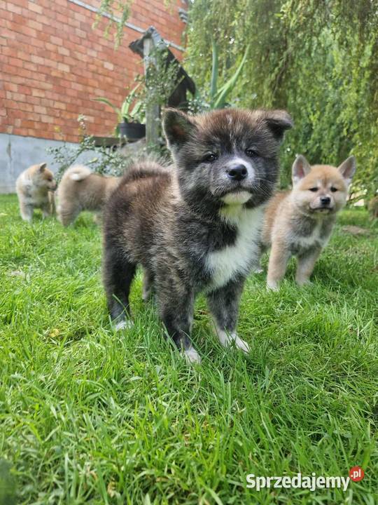Akita INU Szczenięta Akita Sochaczew