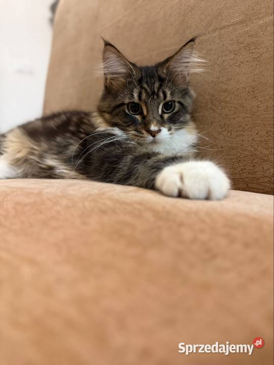 Maine coon kocięta Starogard Gdański