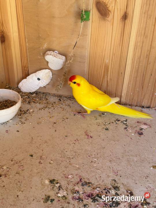 Modrolotki Czerwonoczelne papugi kozie Ptaki pomorskie