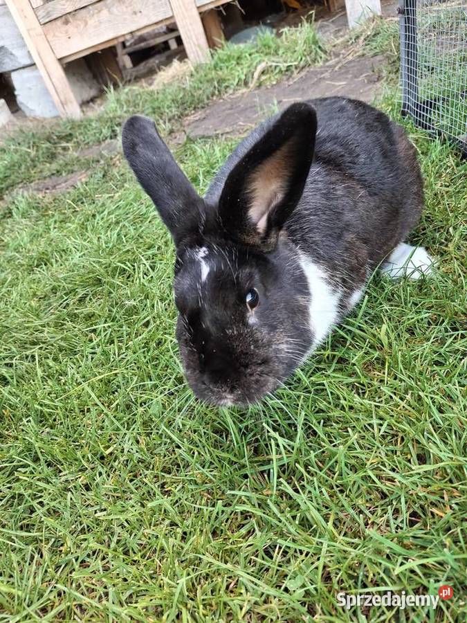 Kroliki meklemburskie Zwoleń