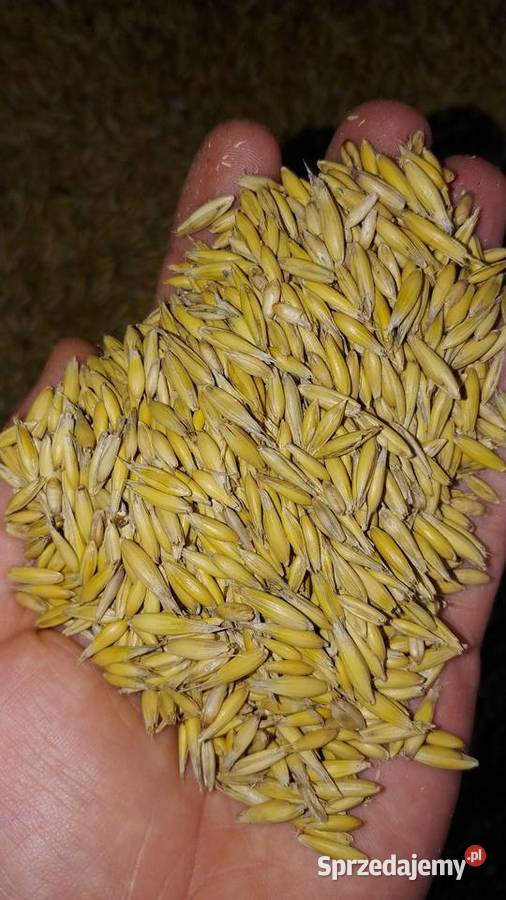 Owies jary Bingo Niegardów