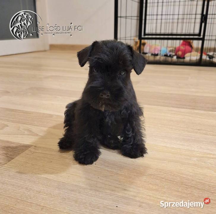 Sznaucer miniaturowy czarny rodowód FCIZKwP Stargard sprzedam