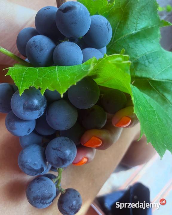 Działka ROD LAS Białołęka Warszawa sprzedam