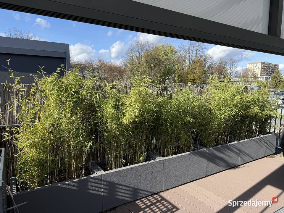 Termo donice styropianowe idealne na taras Donice Kraków