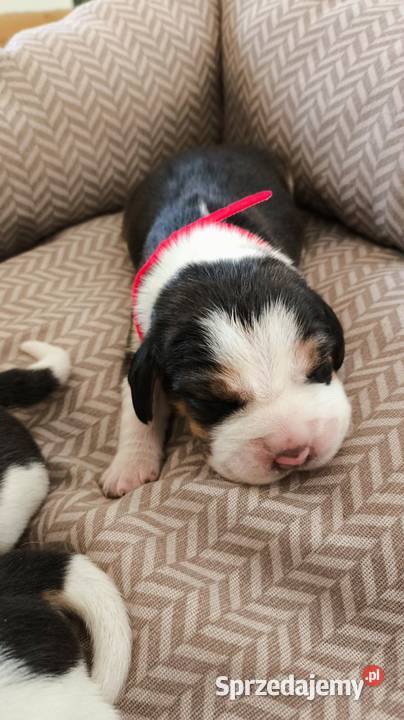 Szczeniaka Beagla możliwość rezerwacji Bielsk Podlaski