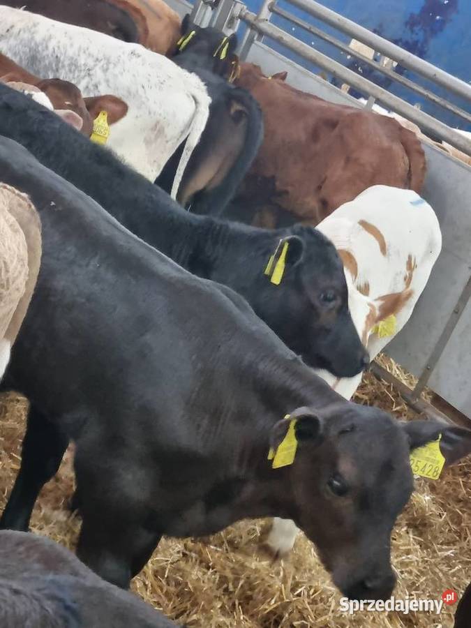 Byczki Jalowki Mięsne SM LM angus MM Ostrów Wielkopolski