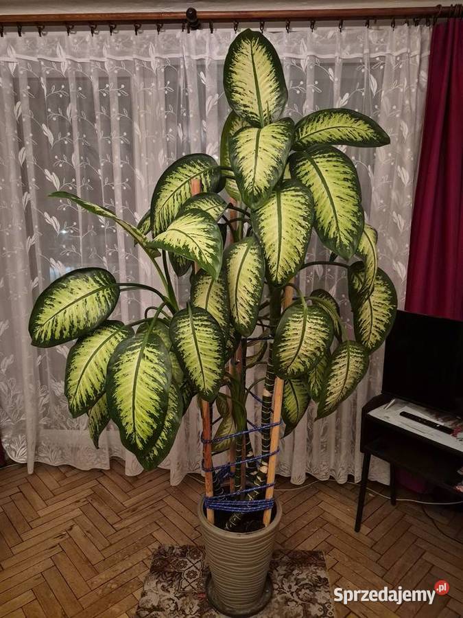 Difenbachia Puławy