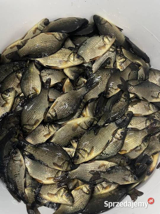 Ryby narybek Karpia karp Lin Karaś koi złoty Kleczew