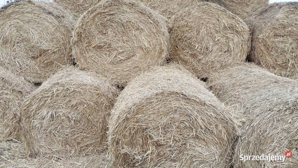 Słoma ekologiczna CERTYFIKOWANA BIO EKO bele kujawsko-pomorskie