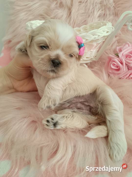 Piękna suczka rasy ShihTzu sprzedam