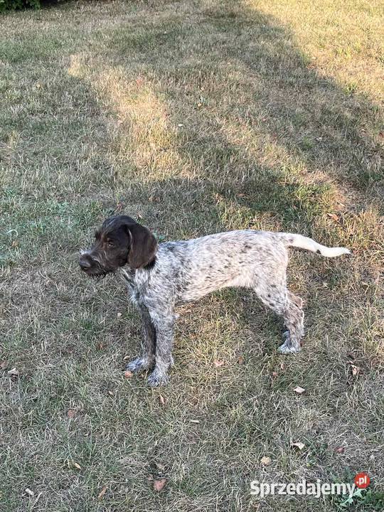 Wyżeł Czeski Fousek rodowód FCI pies myśliwski Sochaczew sprzedam