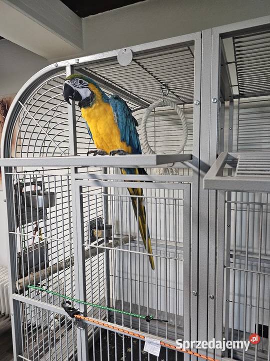 Ara Ararauna Łagiewniki