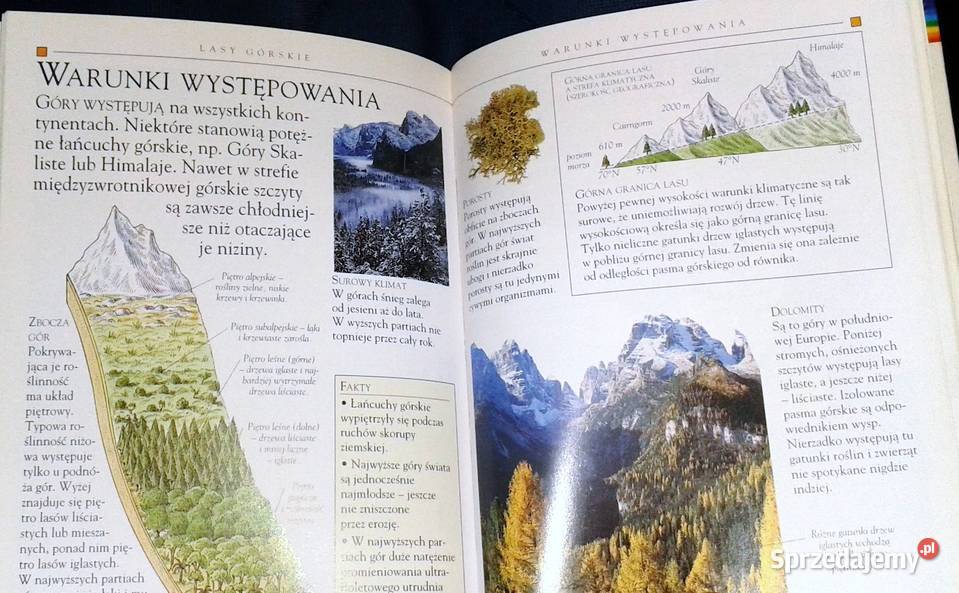 Drzewa Mini encyklopedia Theresa Greenaway