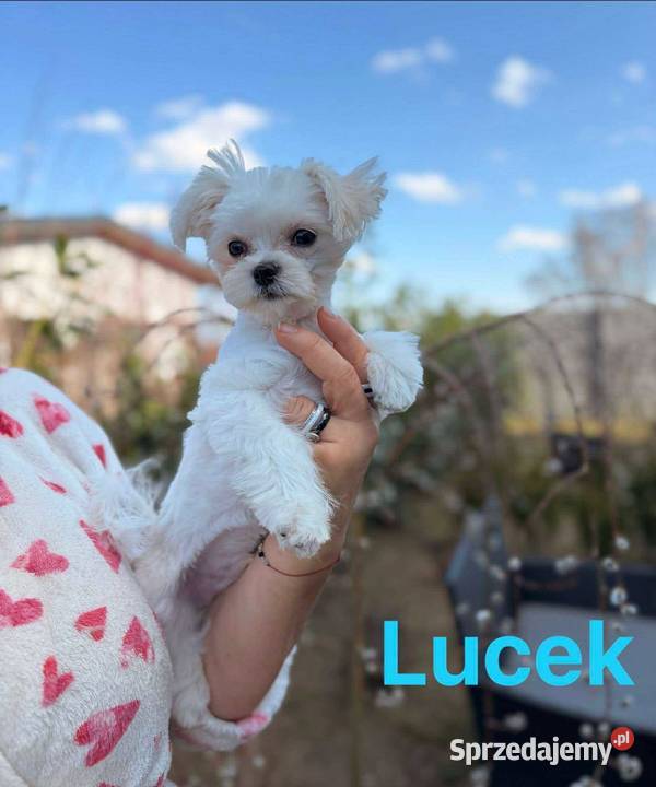 Maltańczyk mini piesek Cobi Nieciszów