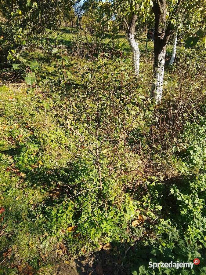 Sadzonki śliwy węgierki śliwy okrągłej czereśni Huta Podłysica sprzedam