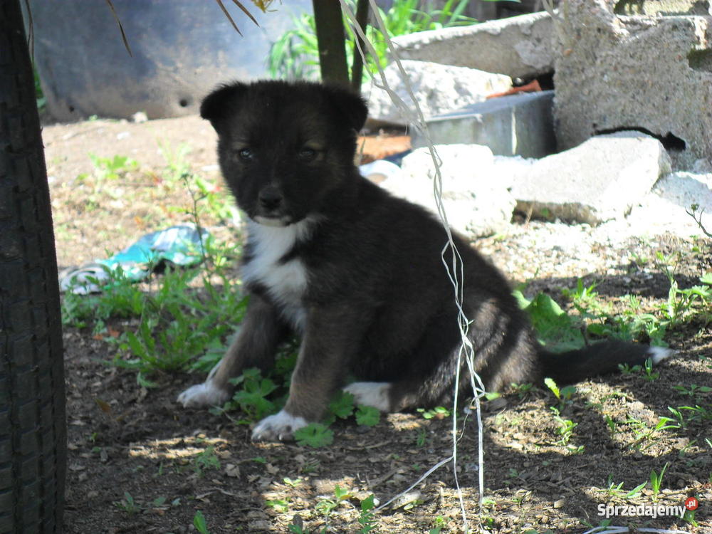 szczeniaki mieszance husky Dąbrowa Tarnowska