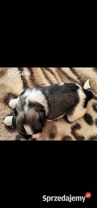 Szczenięta Shih Tzu mazowieckie Zwoleń