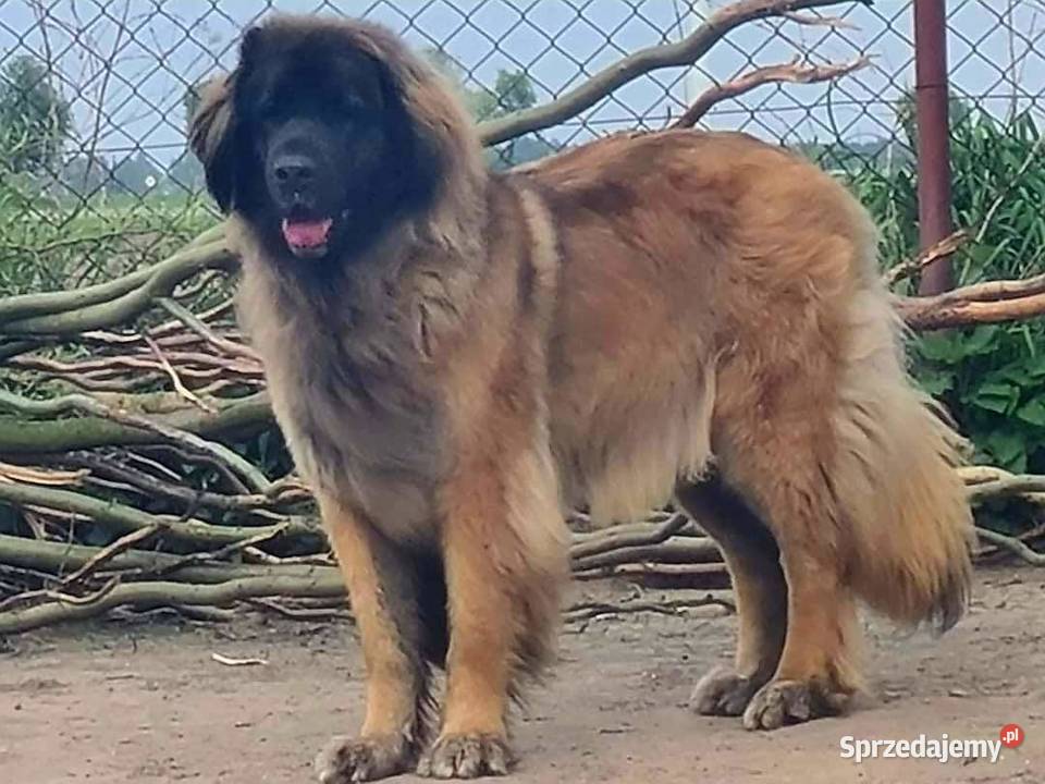 Leonberger szczenięta z hodowli Nekla