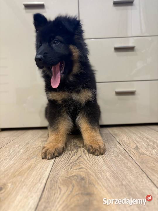 Owczarek Niemiecki szczeniak