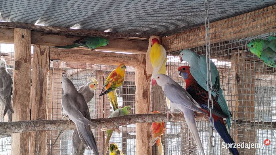 Papugi rozelle aleksandretty Wola Mikorska sprzedam