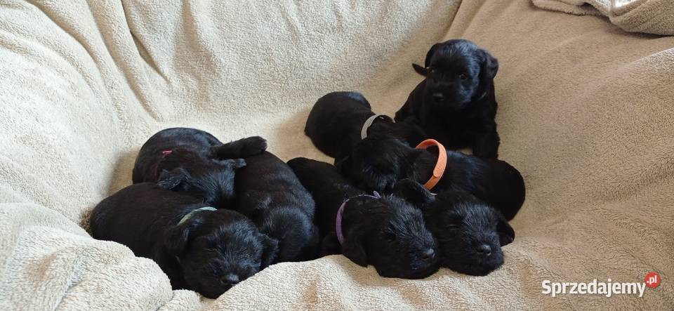 Sznaucer miniaturowy czarny ZKwPFCI Wrocław