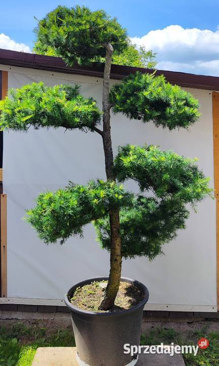 Bonsai Niwaki Modrzew Ogród Medynia Łańcucka