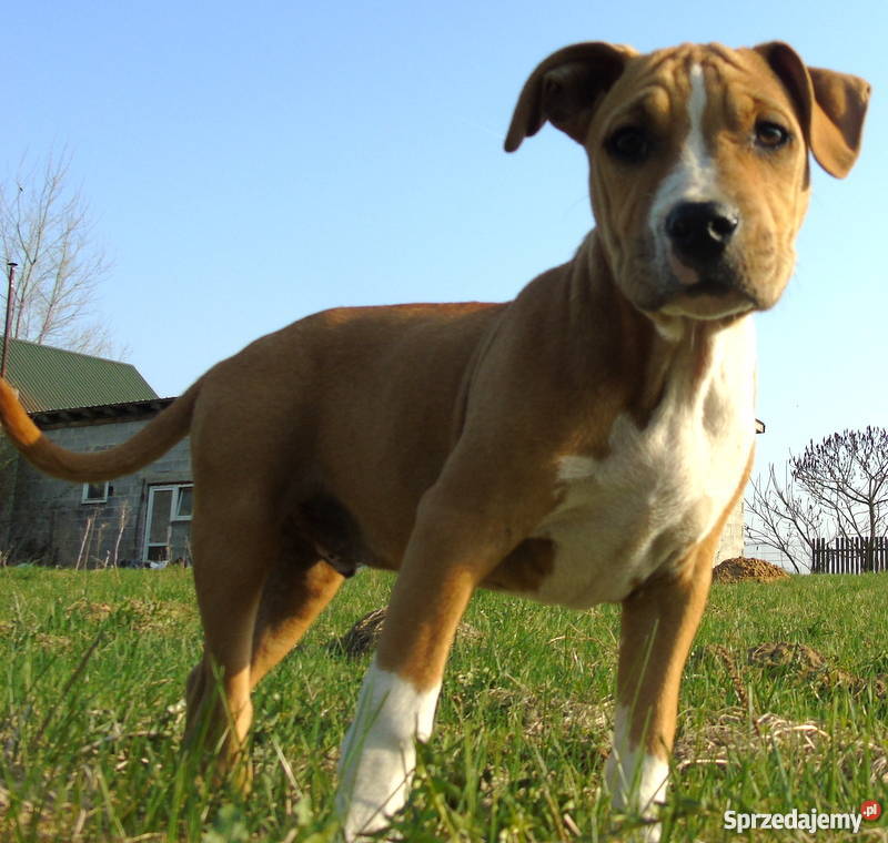 piękne szczenięta american staffordshire terrier sprzedam