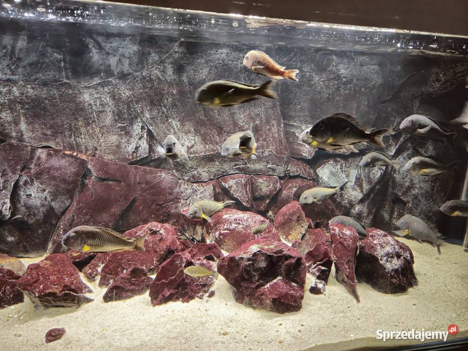 Akwarium z rybami WF Tropheus sp Crescentic Zwierzęta Lesko