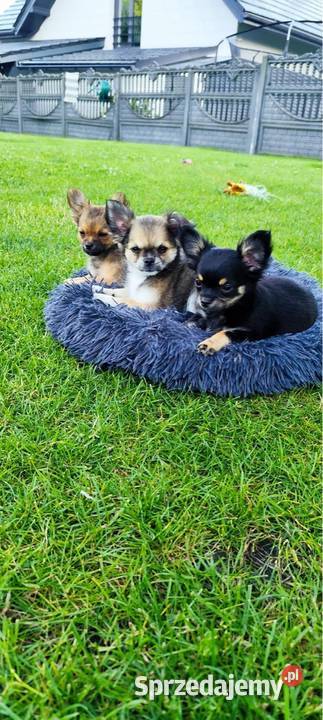 Chihuahua długowłose śląskie Zabrze