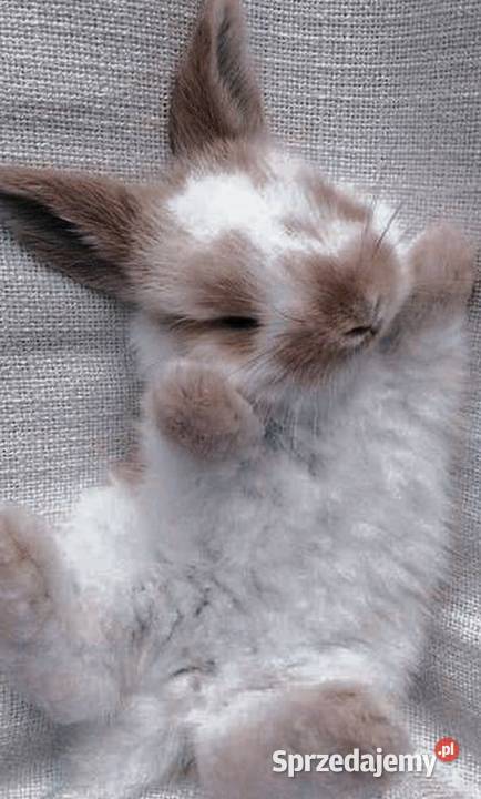 hotel zwierząt 24 h Opieka zwierzat Zabrze sprzedam