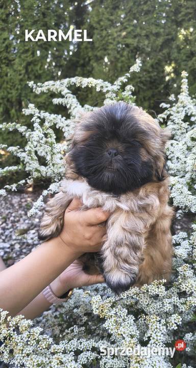 Szczeniak shihtzu