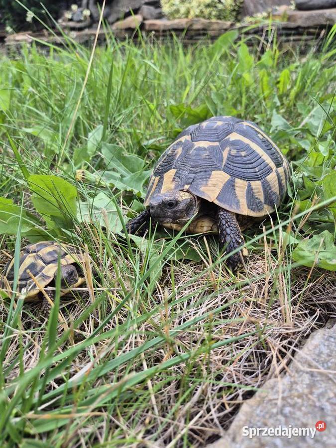 Żółwie greckie na sprzedaż mazowieckie