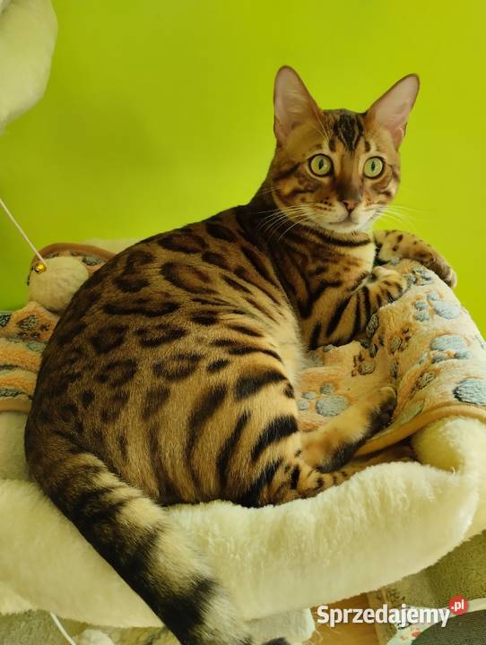 Koty Bengalskie kot bengalski miot C FPL Felis