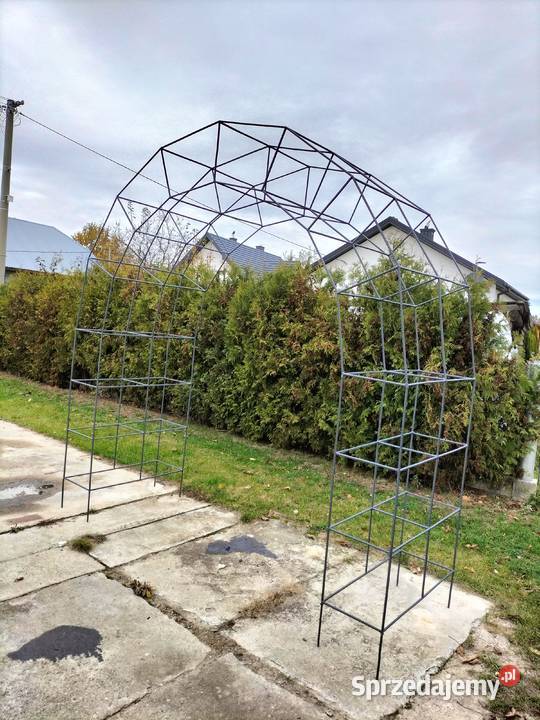 Perogla na róze mazowieckie Siedlce